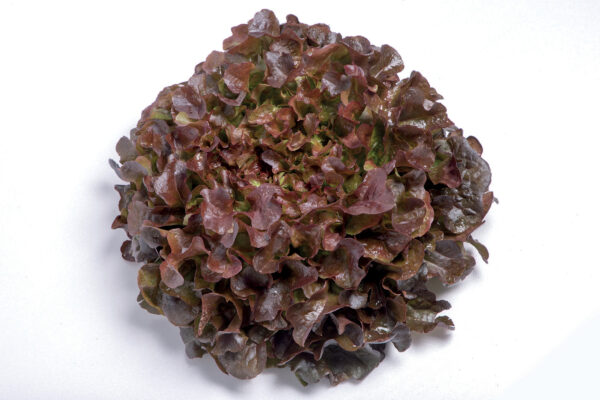 Laitue Feuille de chêne Rouge