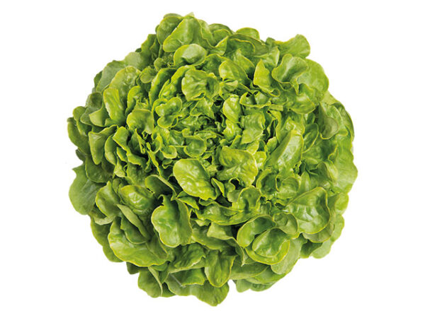 Laitue Feuille de chêne