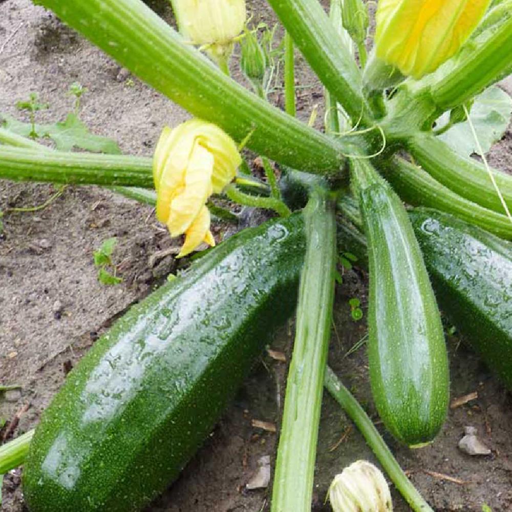Courgette verte 500g