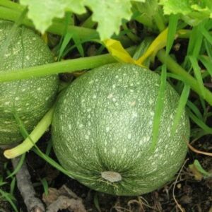 Courgette ronde de Nice