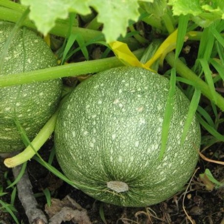 Courgette ronde de Nice