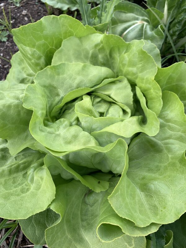 Salade Laitue