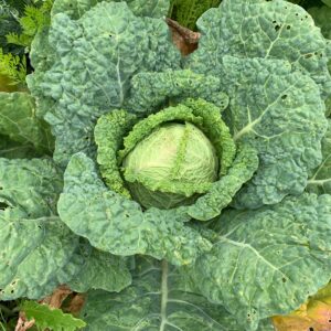 Chou de Milan frisé