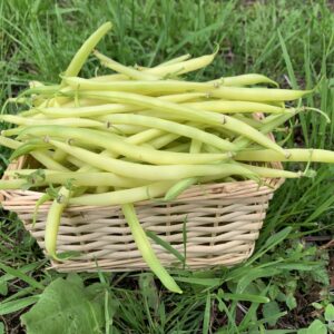 Haricot Beurre 500g