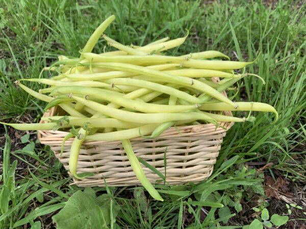 Haricot Beurre 500g