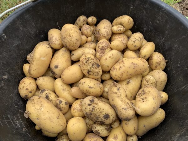 Pomme de terre 500g
