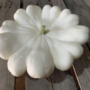 Pâtisson blanc