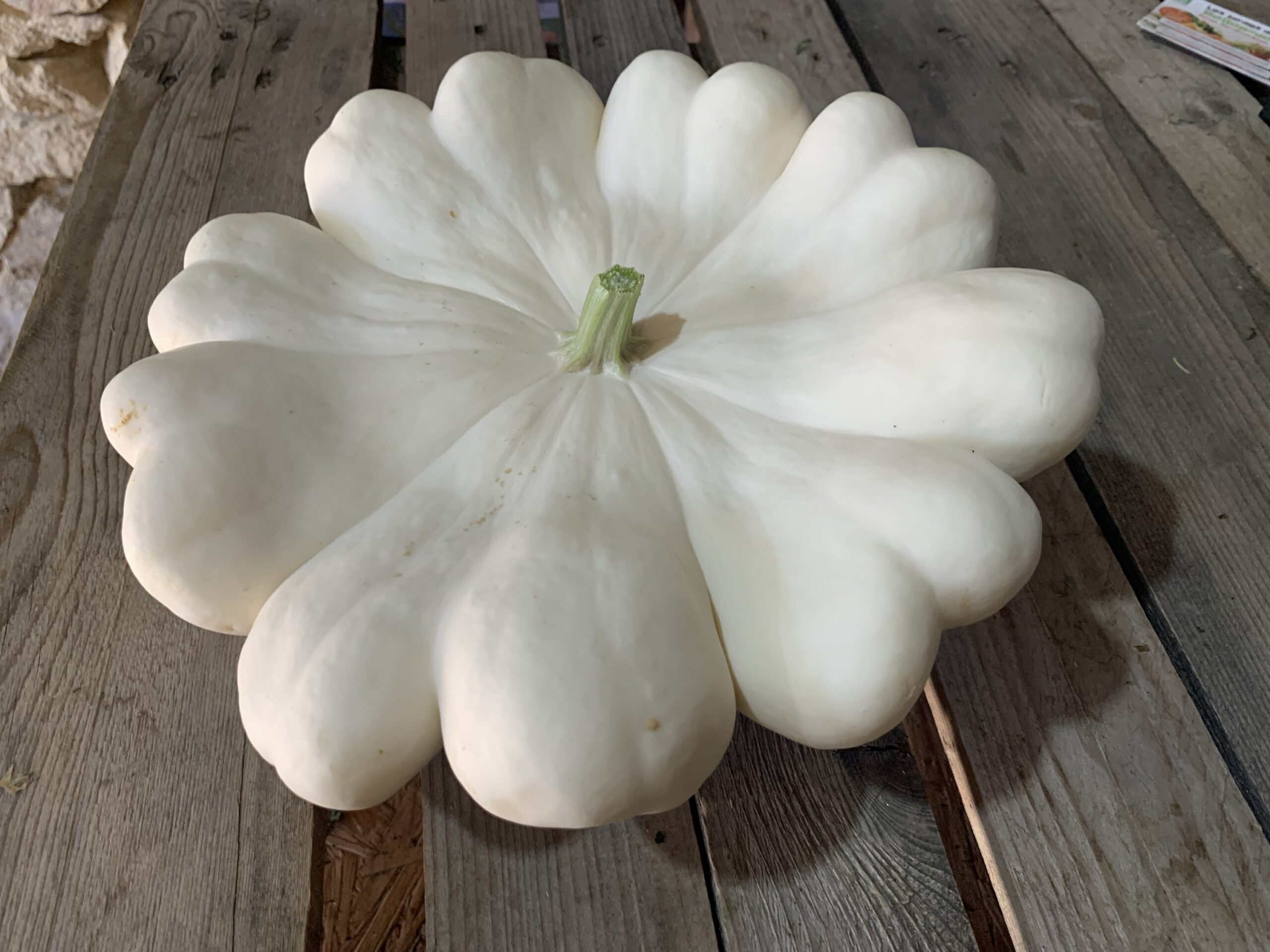 Pâtisson blanc