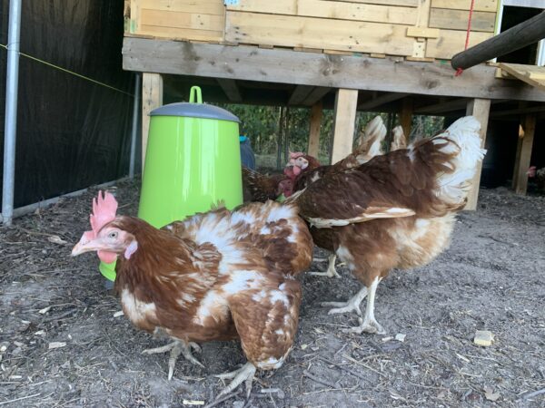 10 Œufs de ferme