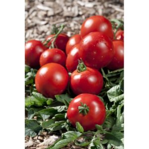 Tomate Paola 500g