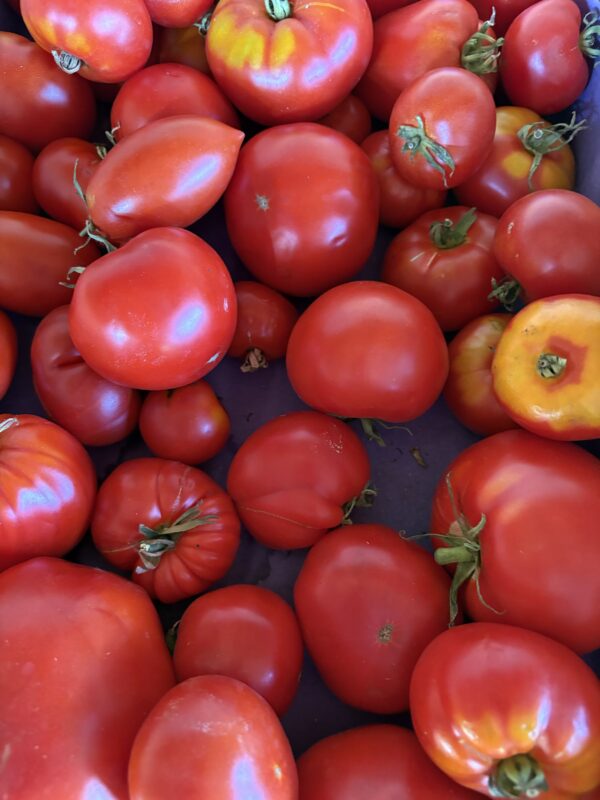 Colis 5KG Tomates anciennes