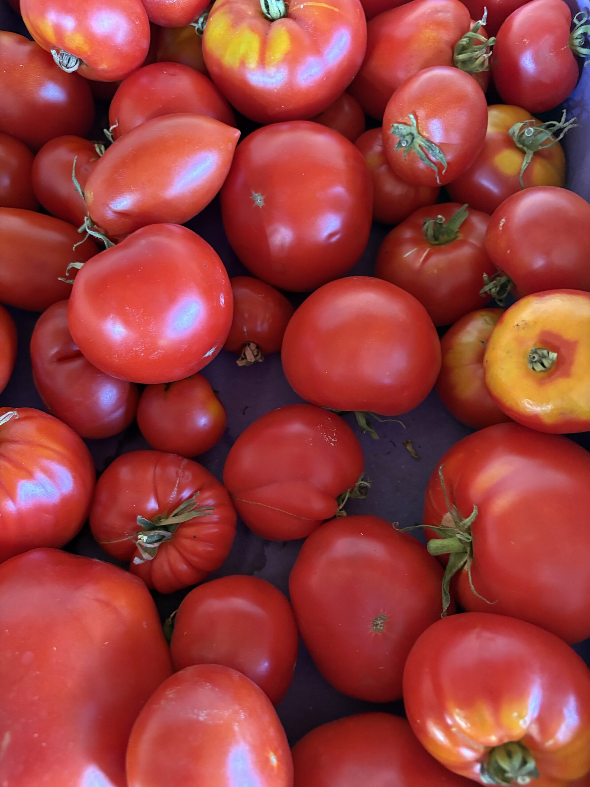Colis 5KG Tomates anciennes