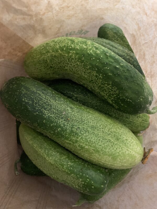 Cornichons très gros