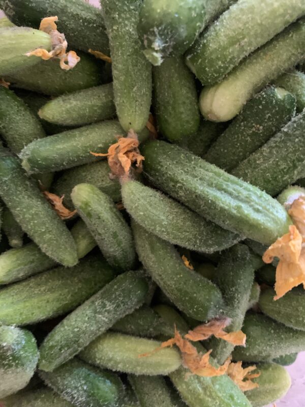 Cornichons petits/moyens