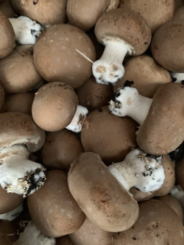 Champignon de Paris Blond 250g