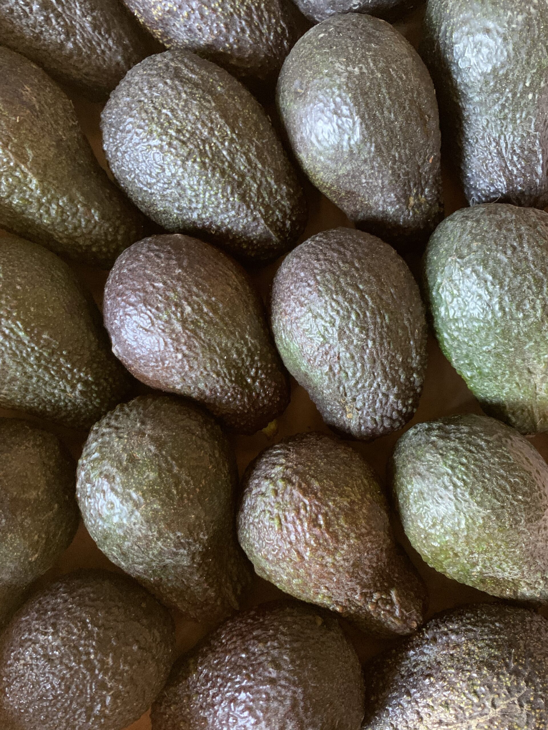 Avocat
