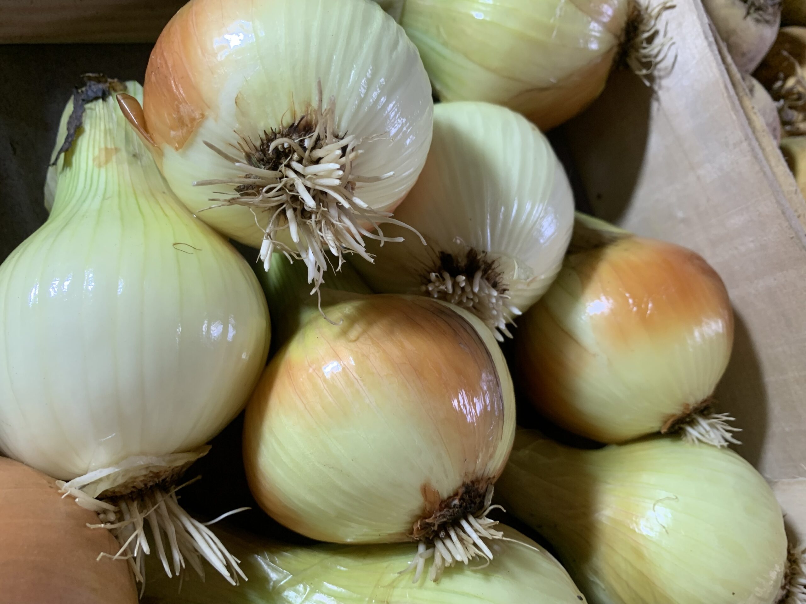 Oignons jaunes 500g