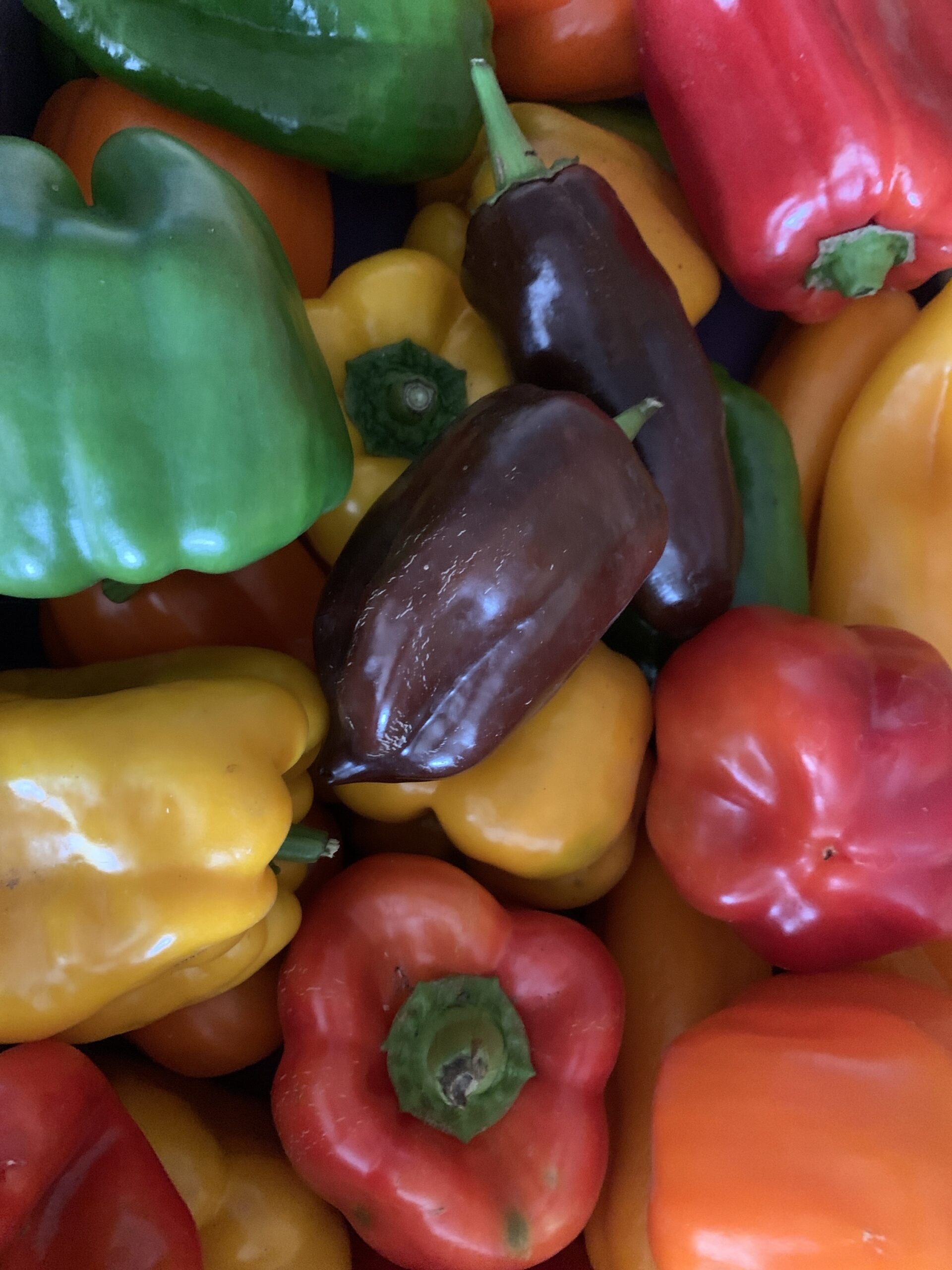 Poivron couleurs variées 200g