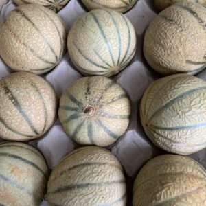 Melon type charentais