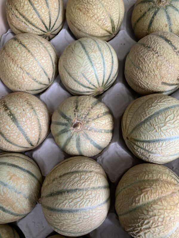 Melon type charentais