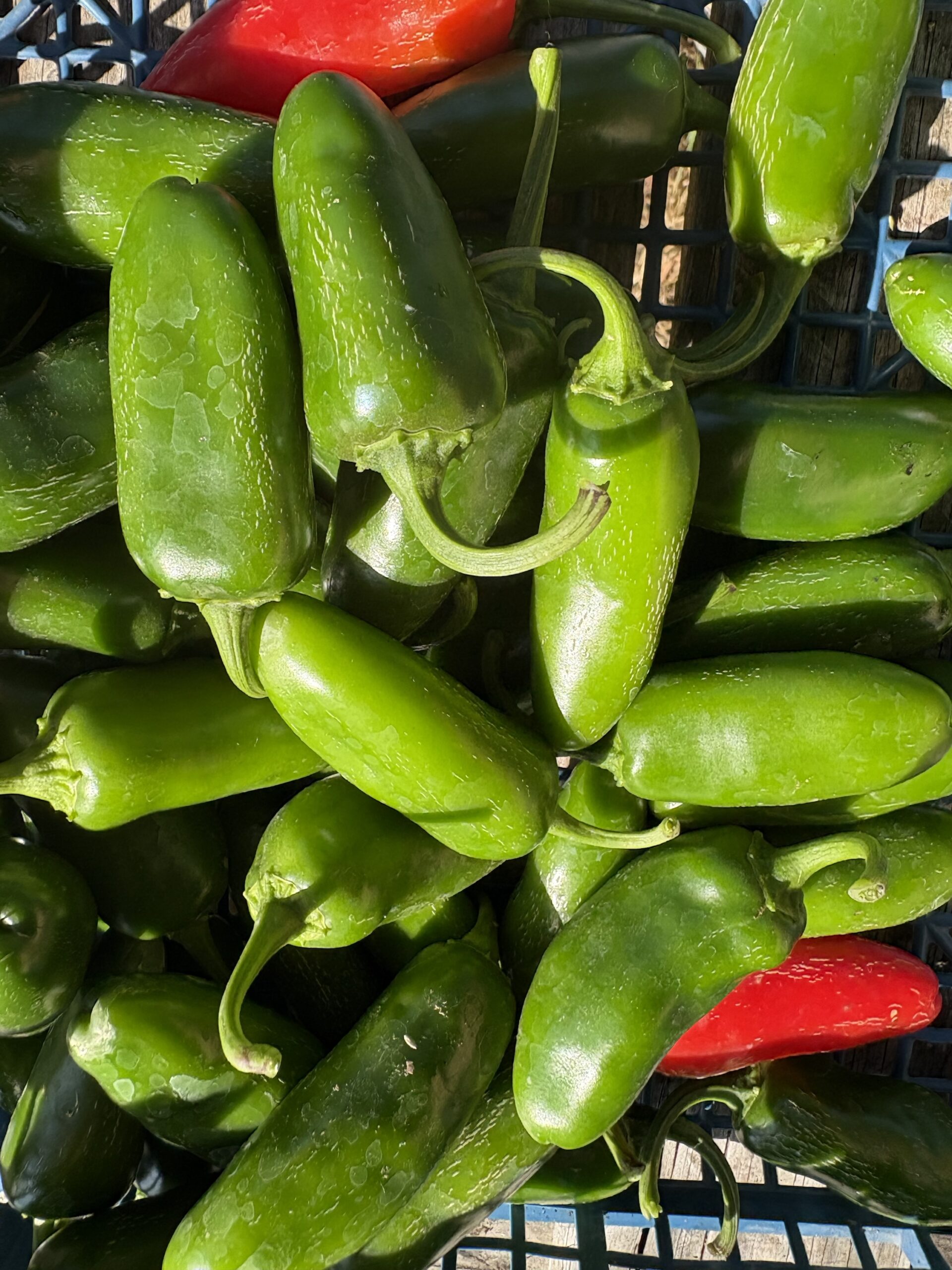 Piment Jalapeño